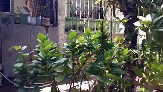 Iba Talaga Pag May Halaman