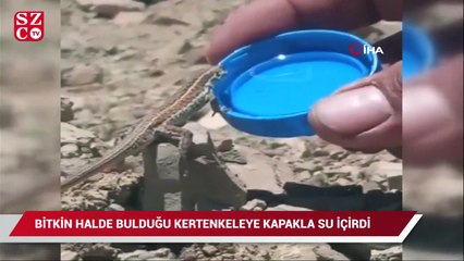 Bitkin halde olan kertenkeleye kapakta su içirdi