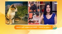 رئيس دار الأوبرا: تحقيق موسع في تسمم قطة دار الأوبرا، وعقاب كبير على المتورط