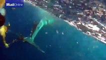 Balıkçı ağlarına dolanan yaralı balinayı kurtardı