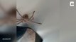 - Pilot Lands Plane With Large Spider Sitting On Ceiling_ # CRAZY ANIMAL LOVERS