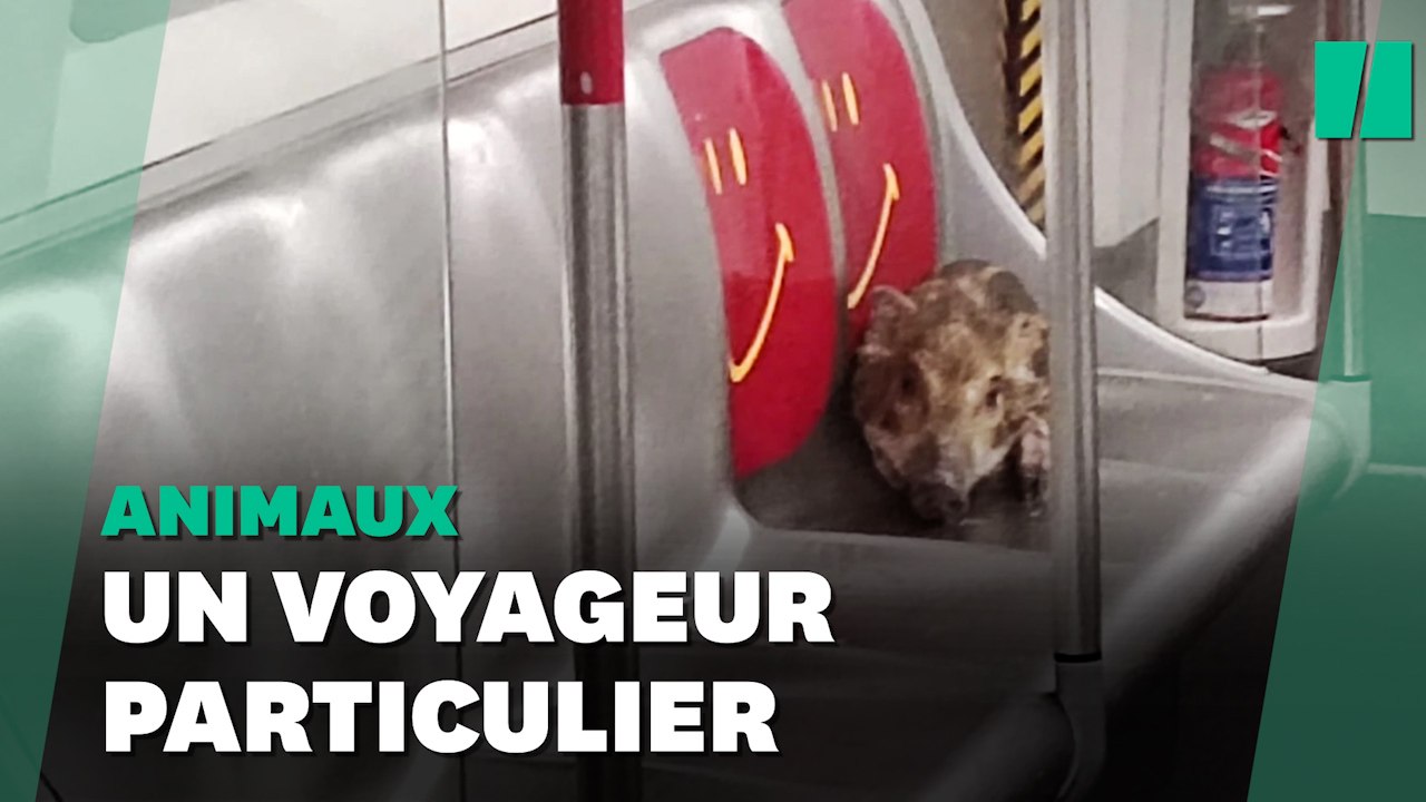 Un sanglier s’offre un voyage en métro en plein Hong Kong