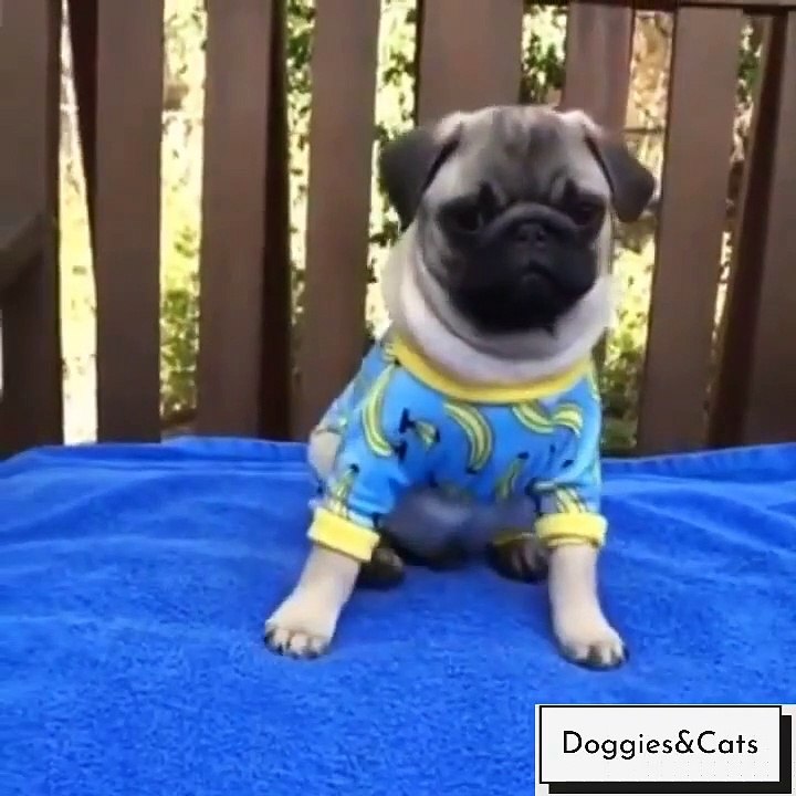 funny dogs moments _ Doggies Cats