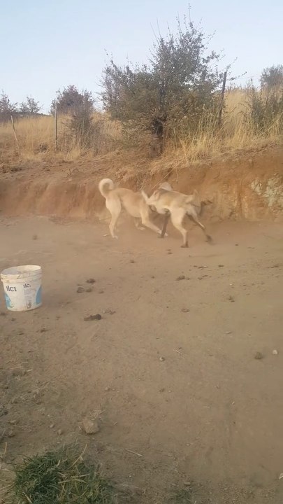 GENCLiK iSTE... - YOUNG SHEPHERD DOG GAME