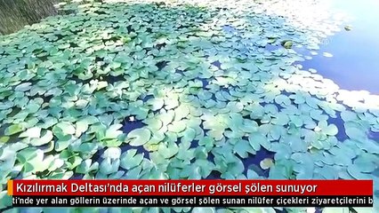Kızılırmak Deltası'nda açan nilüferler görsel şölen sunuyor