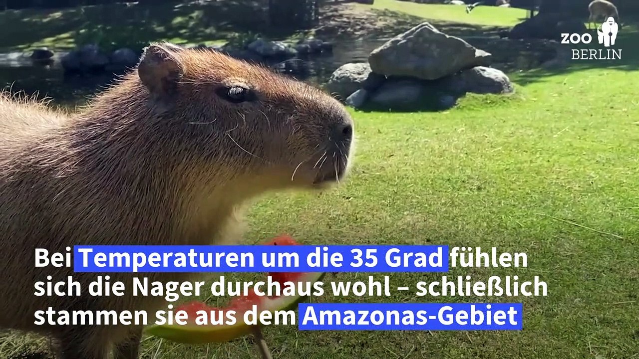 So überstehen die Berliner Zoo-Tiere die Hitze
