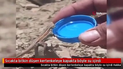Arizona çölü değil, Hakkari! Sıcaktan bunalan kertenkele böyle su içti