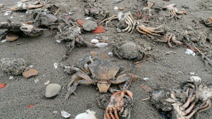 Sahile onlarca ölü yengeç vurdu