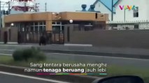 Detik-detik Beruang Serang Prajurit di Markas Militer