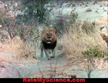 Lion king kills the queen of hyenas, Rate My Science