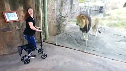 This Lion Really Wants Her Scooter _ ORIGINAL VIDEO