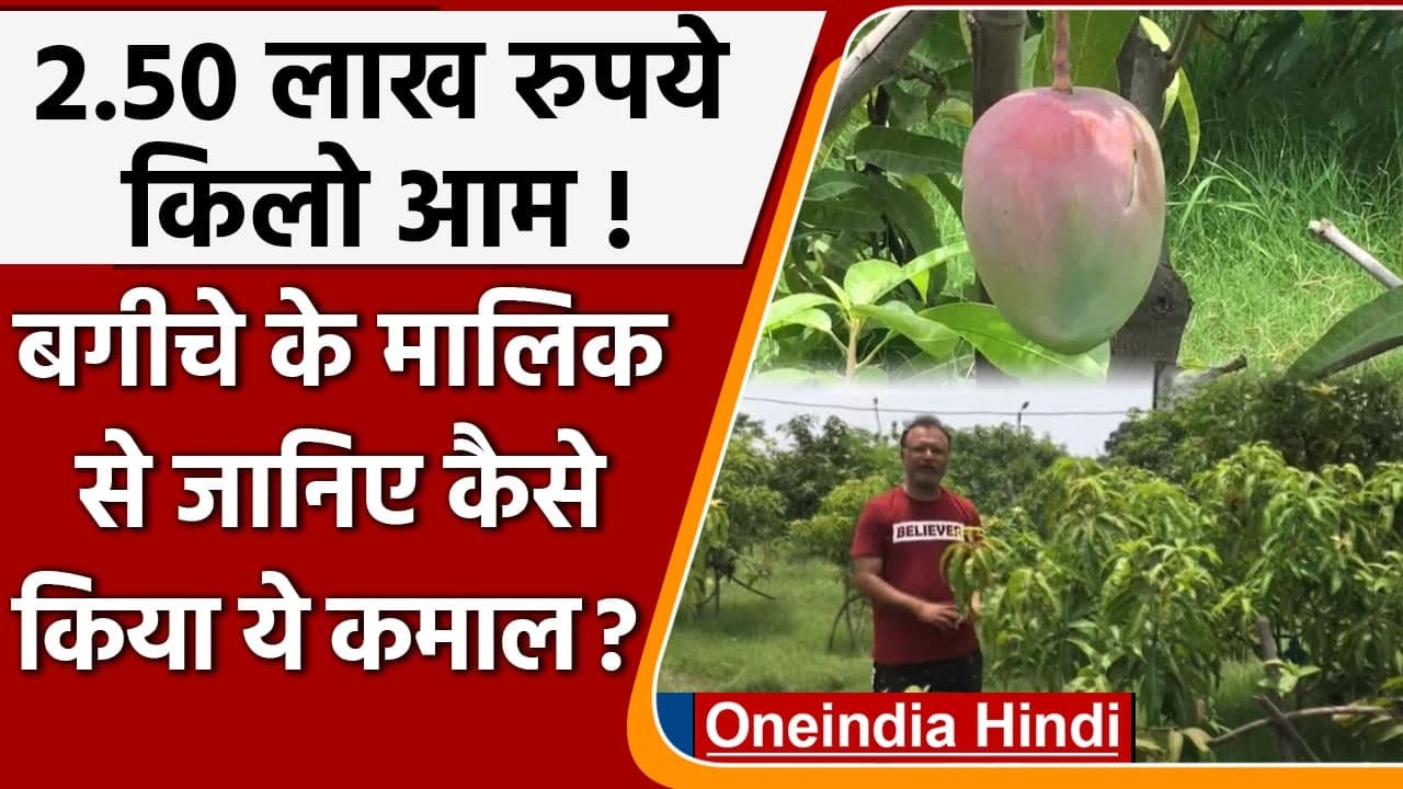 Miyazaki Mangoes Madhya Pradesh में दुनिया का सबसे महंगा आम 2.75