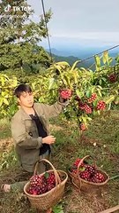 gây sốt trên TikTok: Có ở Việt Nam, giá khá đắt