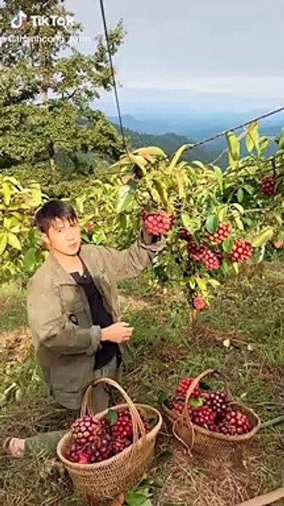 gây sốt trên TikTok: Có ở Việt Nam, giá khá đắt