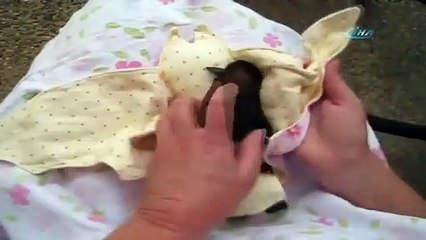 Dünyanın en sevimli yarasası