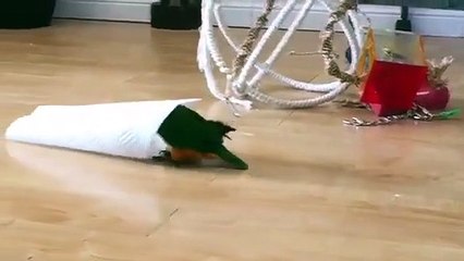 En iyi arkadaşı kağıt havlu