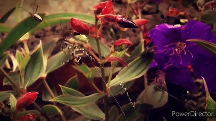 A  Horror Story Of A Experiment That Can Shock You::