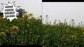 Mustard flower of Bangladesh| collected by nuha|| beautiful village