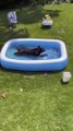 Bear Escapes Heatwave in Kiddie Pool