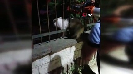 Demir korkuluklara sıkışan köpek kurtarıldı