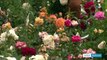 Cinéma : Catherine Frot découvre le métier d'obtenteur de roses