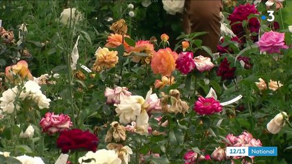 Cinéma : Catherine Frot découvre le métier d'obtenteur de roses