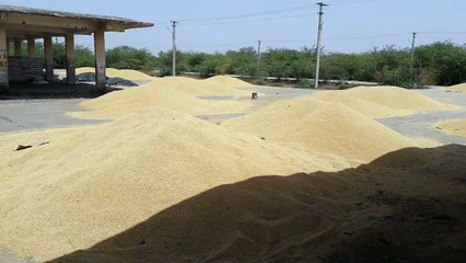 तुलाई बंद: खरीद केन्द्र से बैरंग लौट रहे किसान