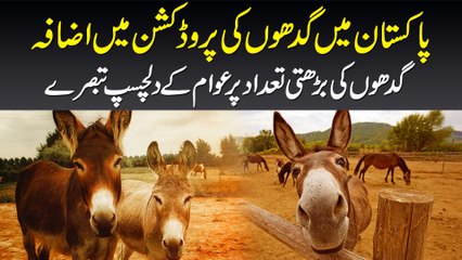 Pakistan Me Gadhon Ki Production Me Izafa - Gadhon Ki Barhti Tadaad Per Dekhiye Awami Tabsaray