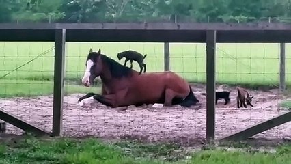 Download Video: Ces bébés chèvres adorent embeter ce cheval