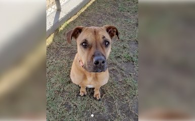 Pet of the Week: Penelope