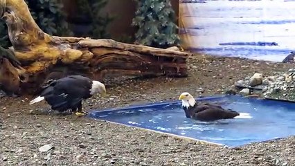 Bald Eagle Bathing at The ABEF