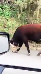 Başlarını bile kaldıramıyorlar... Hayvanlara yapılan eziyet tepki çekti!