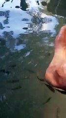 Fish eating dead skin