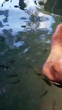 Fish eating dead skin