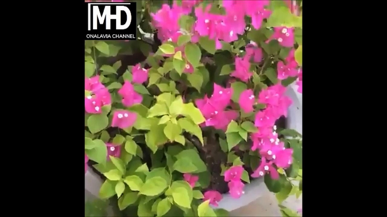 Cara Tut Pokok Dengan Cup