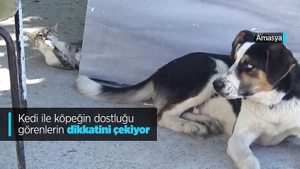 Kedi ile köpeğin dostluğu görenlerin dikkatini çekiyor