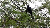 Asian Koel Singing Song - Asian Koel Sounds - Asian Koel Bird Song - Koel Bird