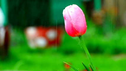 Beautiful Relaxing Music • Peaceful Piano Music & Guitar Music , Best Relaxing Music For Stress Relif | Relax Your Mind Music | Relaxing Music Piano | Soothing Music With Rain Sound