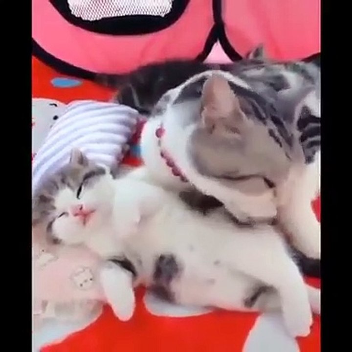 Lucu imut Kucingnya