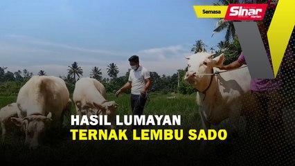 Hasil lumayan ternak lembu sado