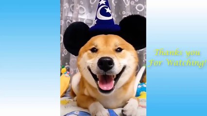 Cute Pets And Funny Animals Compilation _ Best Cutest Animal