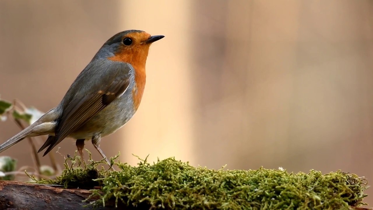 "Nature is painting for us, day after day, pictures of infinite beauty." —John Ruskin