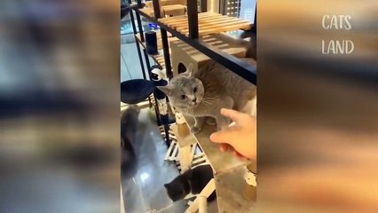 super Best Funny Cat Videos