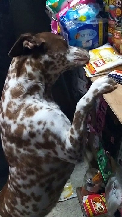 Yuki's Dog Detection
