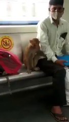 Monkey was spotted inside Delhi Metro on Saturday as the train moved from Yamuna Bank to Indraprastha.