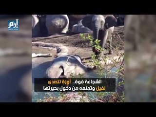 الشجاعة قوة.. شاهد أوزة تتصدى لفيل وتمنعه من دخول بحيرتها