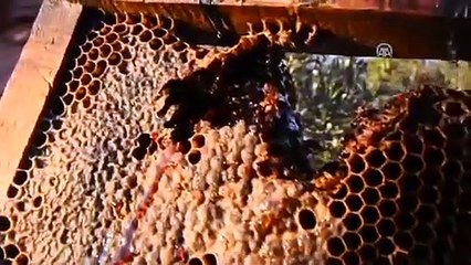 "Kırmızı bal" görenleri şaşırtıyor