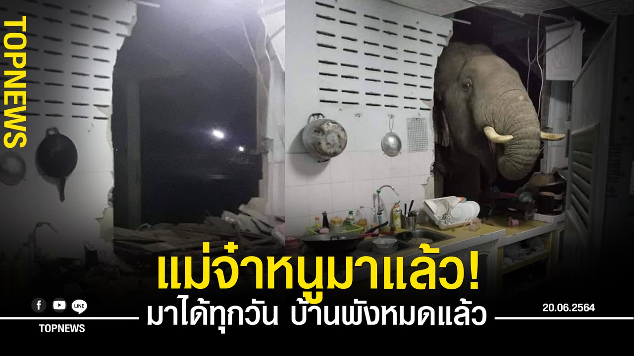 สาวหัวหินสุดเซ็ง! ช้างพังบ้านมาหาอาหาร โผล่จะเอ๋แบบเต็มๆ มุดหัวเข้ามายิ้มหวานถึงในบ้าน วอนจนท.หาทางแก้ไข