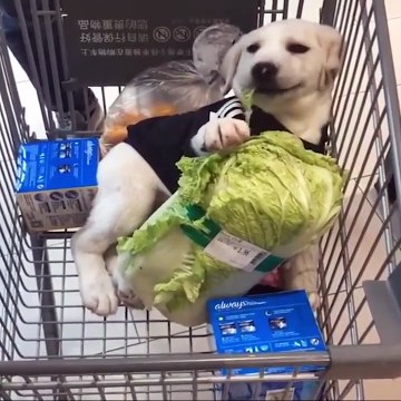 Funniest & Cutest Golden Retriever Puppies #4- Funny Puppy Videos 2020