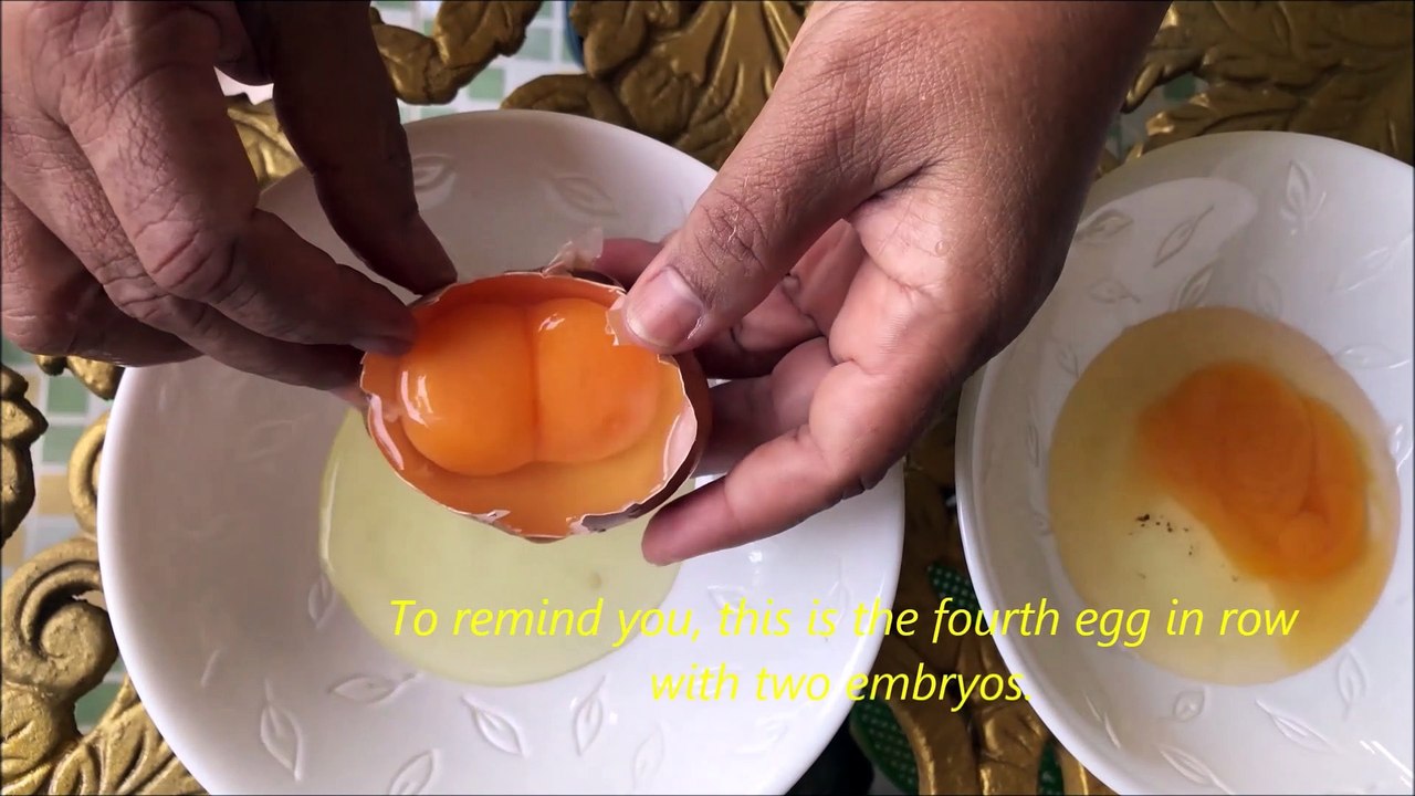 Eggs with two Yolks 6th eggs in row